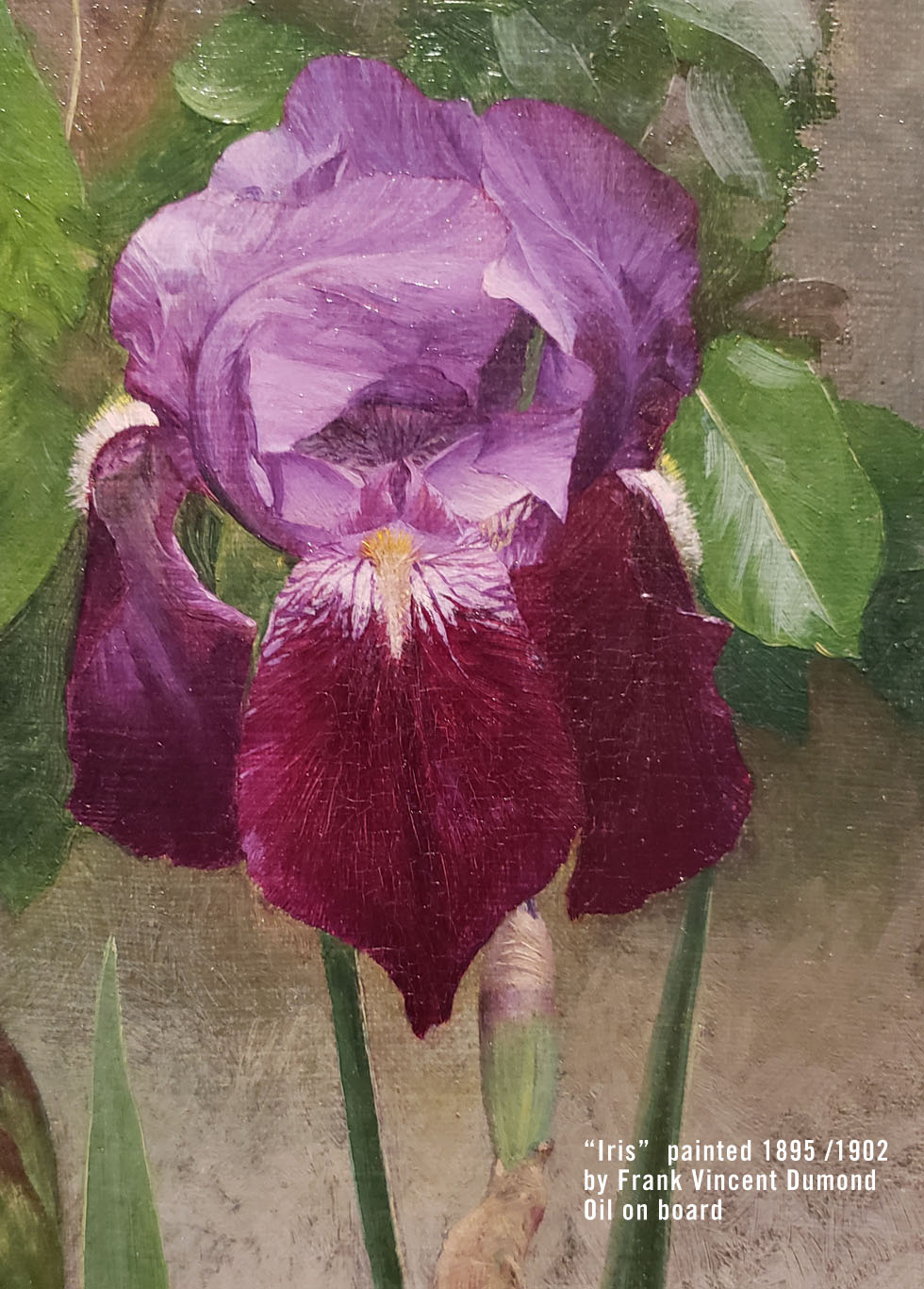 Detail - Iris painted by Frank Vincent Dumond